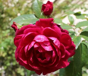 Роза канадская парковая Квадра
