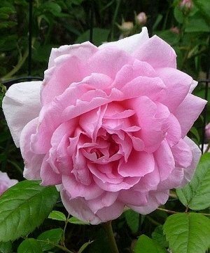Роза канадская парковая Ламберт Клосс