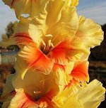 Гладиолус Джестер 14+ (Код: 85961)