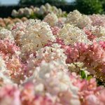 Гортензия метельчатая Литтл Блоссом