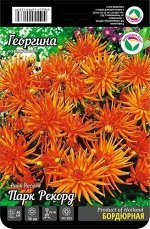 Георгина Парк Рекорд 1шт (Сиб сад)