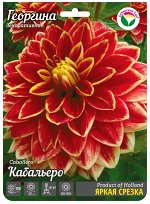 Георгина Кабальеро 1шт (Сиб сад)