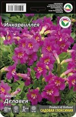 Инкарвиллия Делаваи 3шт (Сиб сад)