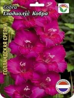 Гладиолус Кобра 10/12 10шт (Сиб сад)