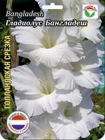 Гладиолус Бангладеш 10/12 10шт (Сиб сад)
