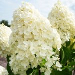Гортензия метельчатая Саммер Сноу