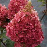 Гортензия метельчатая Краса Лесково р8