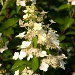 Гортензия метельчатая Киушу