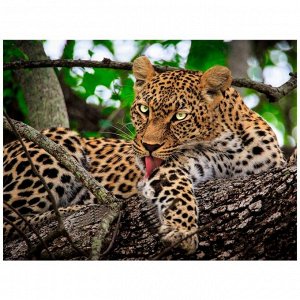 Набор для творчества Алмазная мозаика Хищный леопард на дереве 30*40см AC34037