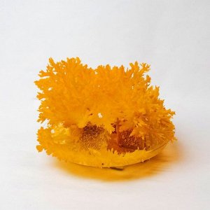 Набор для выращивания кристалла «Опыты. Лучистые кристаллы», цвет оранжевый