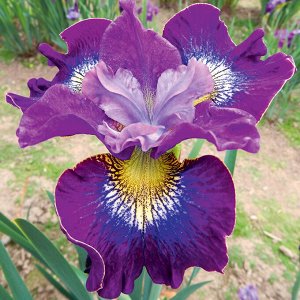 Ирис Sibirica A Thousend Kisses