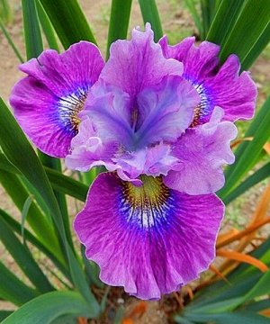 Ирис Sibirica Careless Sally