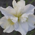 Ирис Sibirica Not Quite White
