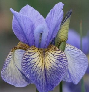Ирис Sibirica Peacock Butterfly Banish Misfortune