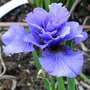 Ирис Sibirica Rambunctious