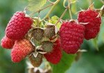 Малина Идеальная крупноплодная (коробка) 1шт (Сиб Сад)