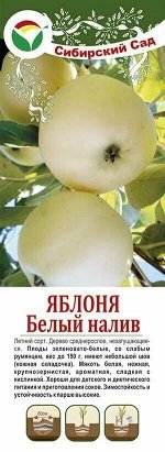 Яблоня Белый налив обыкновенная (саженец с этикеткой) 1шт (Сиб Сад)