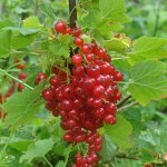 Смородина Ненаглядная красная (коробка) 1шт (Сиб Сад)