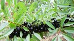 Вишня Бессея песчаная (саженец с этикеткой) 1шт (Сиб Сад)