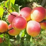 Абрикос Саянский сеяный (саженец с этикеткой) 1шт (Сиб Сад)