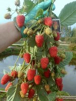 Малина Маравилла ремонтантная (коробка) 1шт (Сиб Сад)