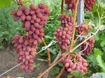 Виноград Арочный (саженец с этикеткой или коробка) 1шт (Сиб Сад)