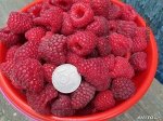 Малина Полка ремонтантная (коробка) 1шт (Сиб Сад)