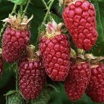 Малина Рубиновое ожерелье ремонтантная (коробка) 1шт (Сиб Сад)