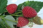 Малина Брусвяна ремонтантная (коробка) 1шт (Сиб Сад)