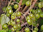 Смородина Изумрудное ожерелье зеленоплодная (коробка) 1шт (Сиб сад)