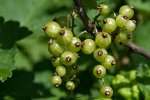 Смородина Снежная королева зеленоплодная (коробка) 1шт (Сиб сад)