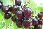 Черешня Ленинградская черная (саженец с этикеткой) 1шт (Сиб сад)