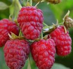 Малина Затонская крупноплодная (коробка) 1шт (Сиб сад)