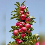 Яблоня Кумир колонновидная (саженец с этикеткой) 1шт (Сиб Сад)