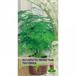 Аспарагус перистый Паутинка (комн) (П)