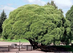 Ива Ломкая Иву ломкую или шарообразную (Salix fragilis) также называют в народе ракитою.  У дерева очень густая и пышная крона, когда мы видим его в привычных природных условиях, оно предстаёт в виде 