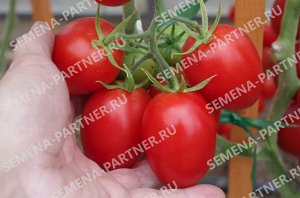 ПАРТНЁР Томат Везувий F1 / Гибриды томата с необычной формой плодов