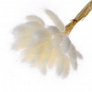 Сухие цветы лагуруса, набор 30 шт., цвет белый