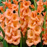 ГЛАДИОЛУС ОРАНЖ (ПИТЕР ПИРС)