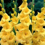 ГЛАДИОЛУС ЕЛЛОУ (НОВА ЛЮКС)