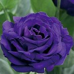 2 Эустома Arena Purple( фиолетовая)
