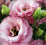 4 Эустома Сorelli Rose