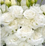 3 Эустома Arena White( белая)