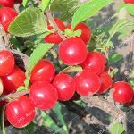 Рубиновая Болоняева