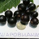 Шаровидная