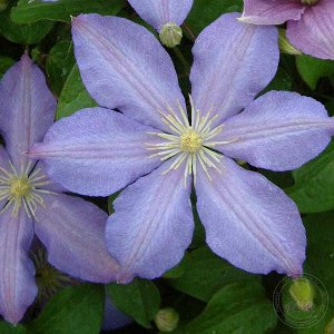 Клематис Высота растения: от 150 до 200 см
Размер цветка: от 8 до 10 см
Цвет: фиолетовый
Зоны морозостойкости (USDA): 6a(от -20,6С до 23,3С) – 9a(от -3,9С до -6,7С)
период цветения:V-IX
обрезка: 2 (сл