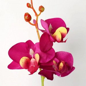 Композиция в горшочке "Орхидея" 6х23 см, микс