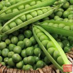 Семена Горох &quot;Альфа&quot; овощной, раннеспелый, низкорослый, очень сладкий, 5 гр.