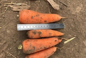Семена Морковь Алтайская лакомка, 2 гр