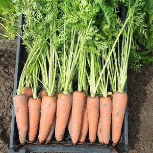 Семена Морковь "Канада", F1, лента, 8 м